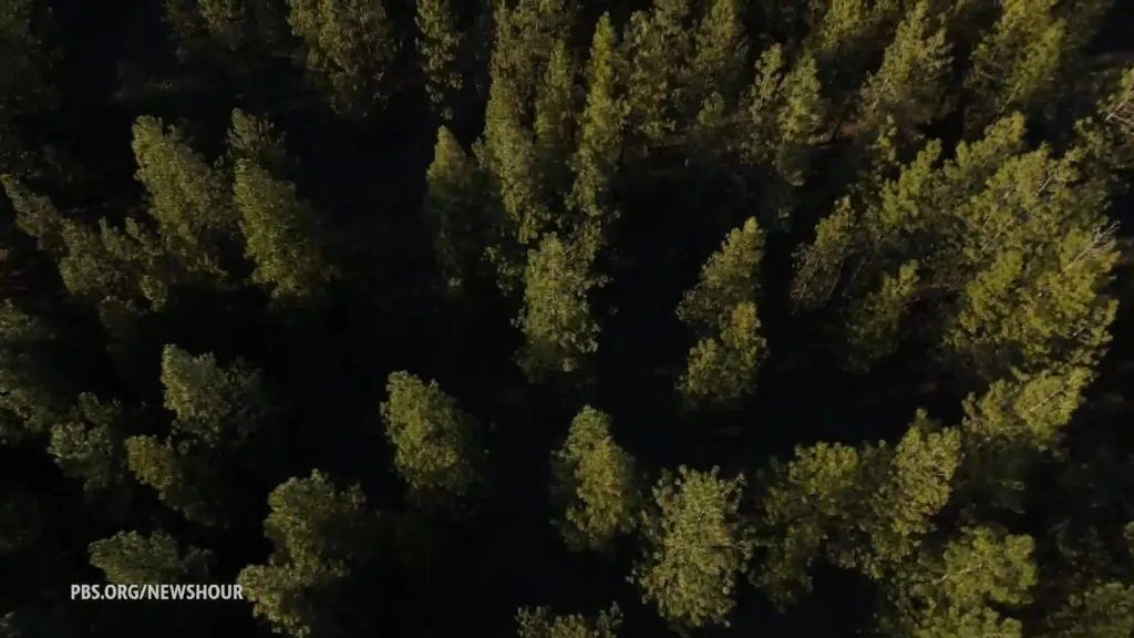 Carbon Credits Reward Forest Preservation