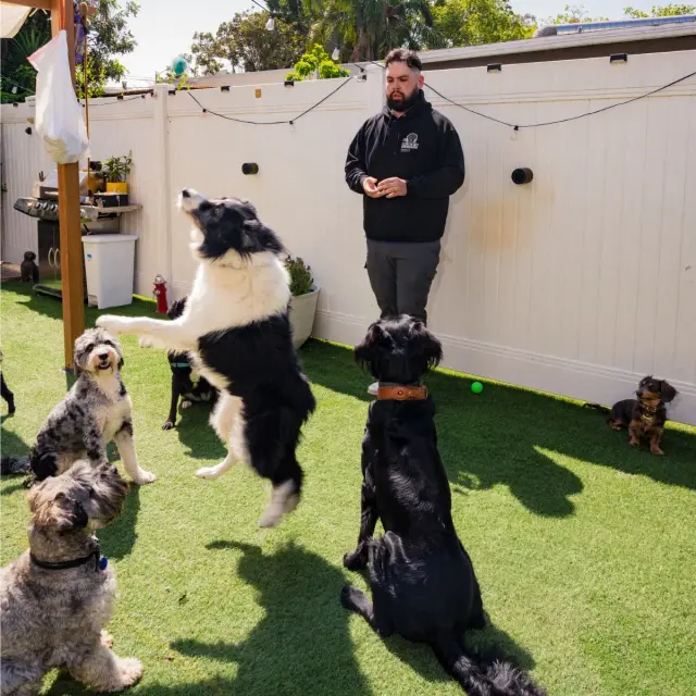 Dogs at Duke's Doggy Daycare