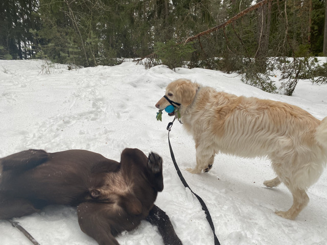 BF17-D509-DE3-A-4668-AC43-34-A066819-B97