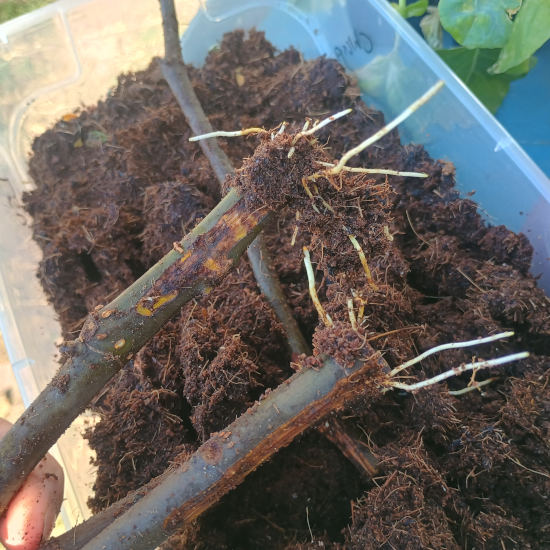 2Rooted3 28 2026s.jpg