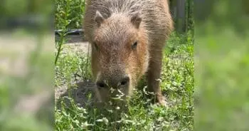 A Day in the Life of Pumpkin the Capybara