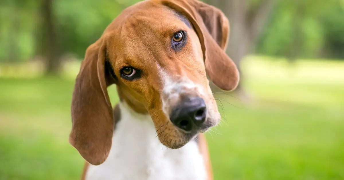 Discovering the World’s Rarest Dog Breeds