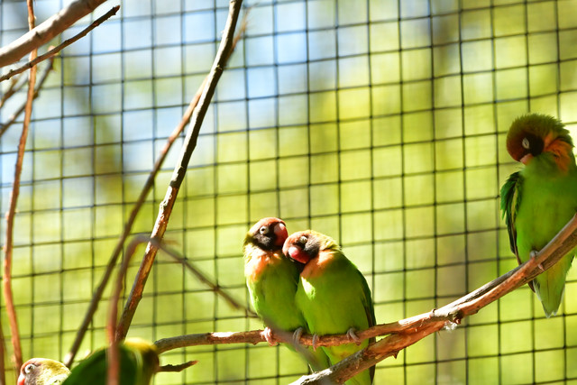 Three green black-cheeked lovebirds perched together at Copenhagen Zoo.