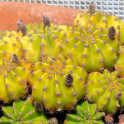 IMG-7701