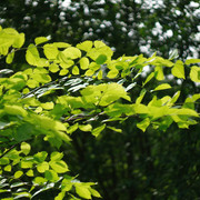 DSC04379-1