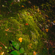 20231011-Alpine-Pixels-46