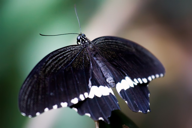 2010-Papilio-polytes