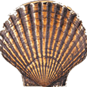 conchis