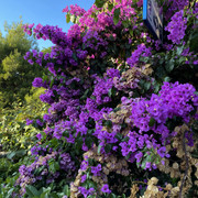 IMG-1465