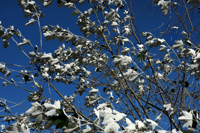 DSCF3843.jpg