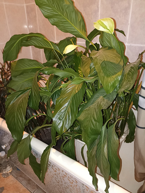 IMG-20240417-121506