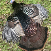 2018 turkey 01