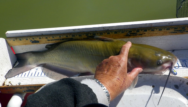 SMALL-2-FOOTER