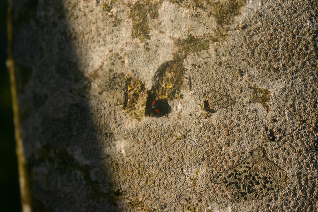 IMG-0378