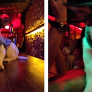 chienbar