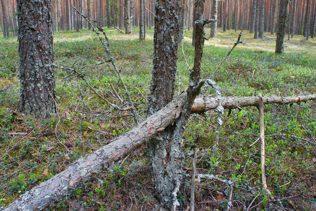 may19-woods-02