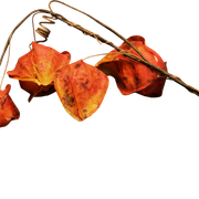 Leaves20