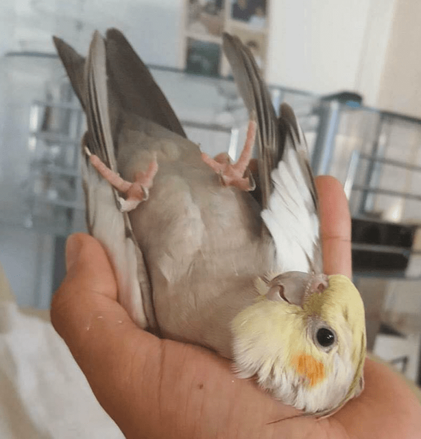 bird