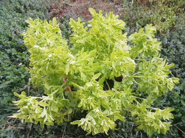 hawi-coleus.jpg