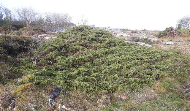 065a-Juniper