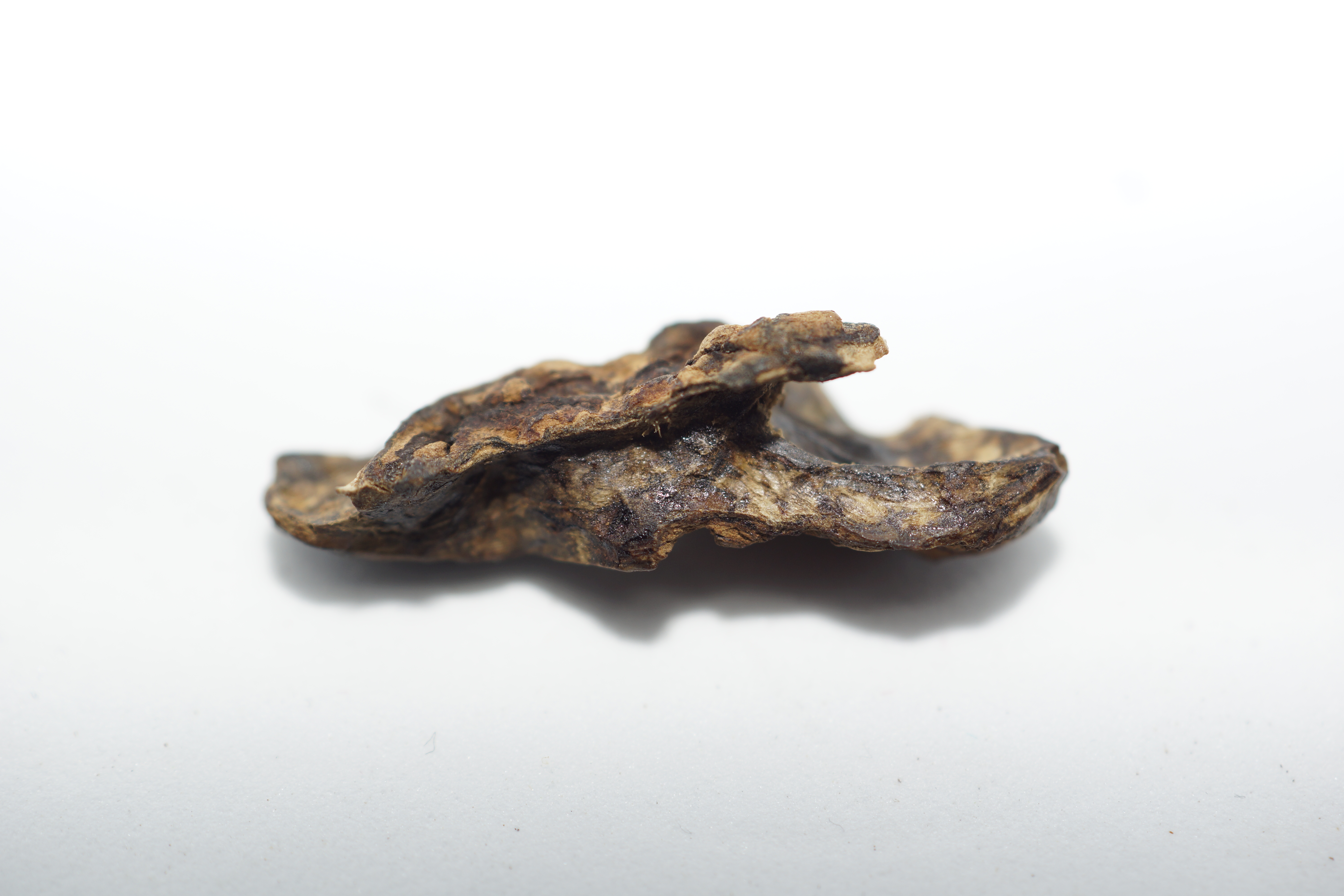 [Ouddict.com] Oud Photos