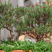 IMG-9010
