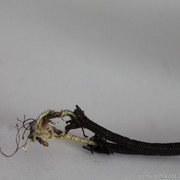 IMG-6631