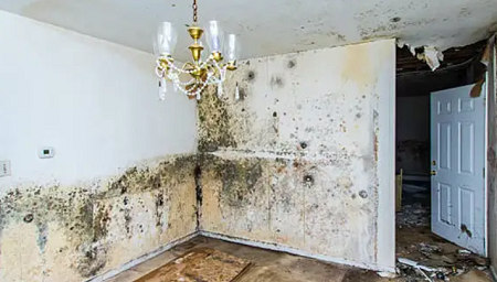 Mold-Removal-Hamilton