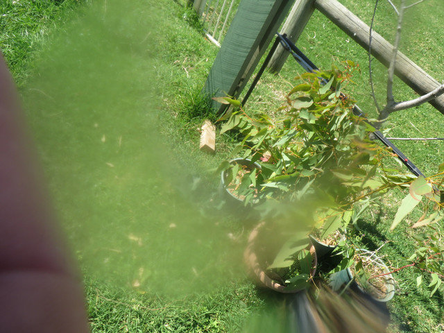 Img-2125-proc