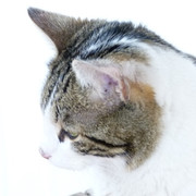 Gato