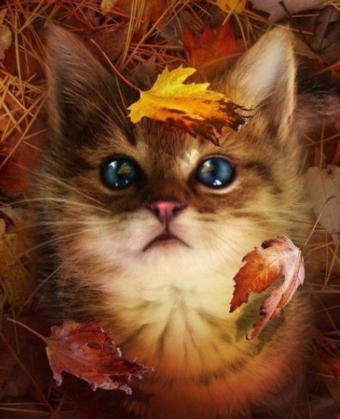 Autumn Kitten