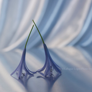 Lafugue Logos 61