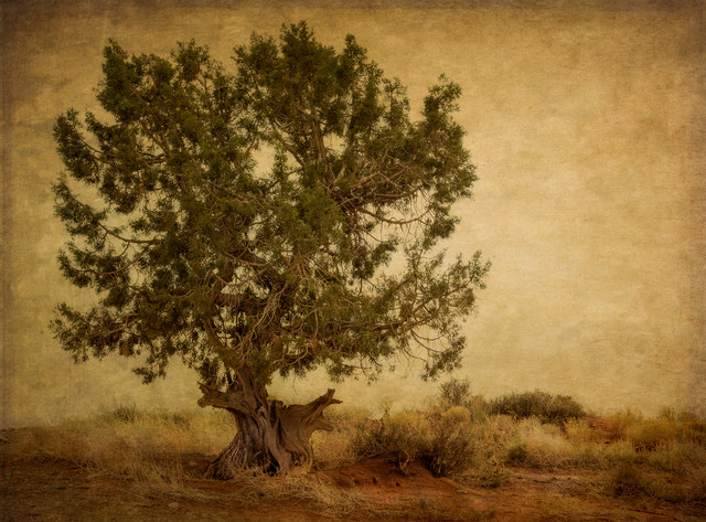 MV-Tree