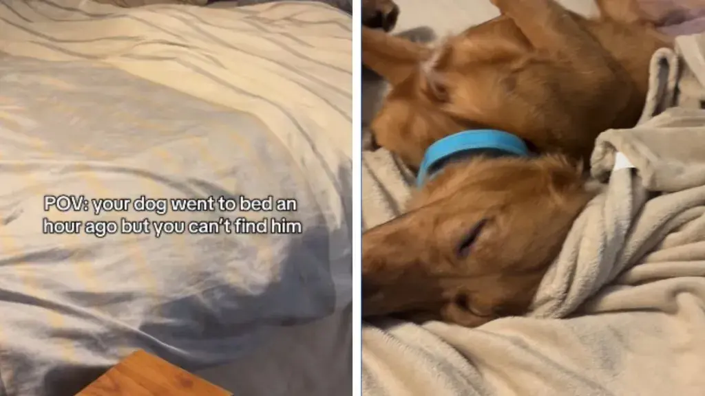 Golden Retriever's Cozy Concealment Fools Owner