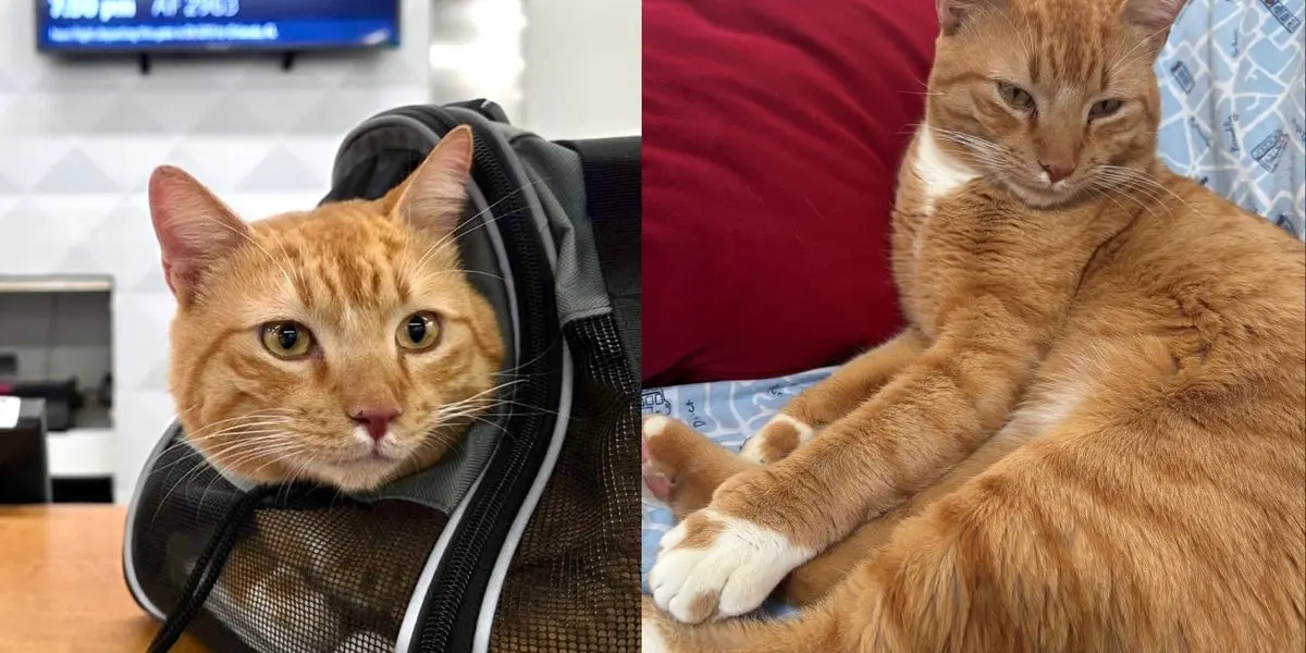 Orange Tabby’s Caribbean to Connecticut Trip