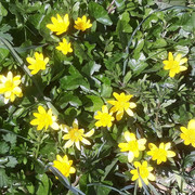 011a-Lesser-Celandine