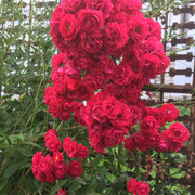 Red-Fairy