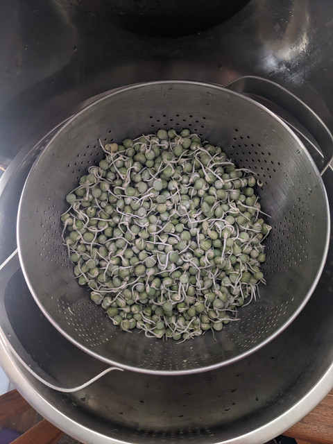 Pea-Sprouts36-Hours