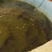 DSC09700