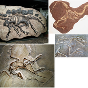 https://i.ibb.co/XW4wTGb/fossils.png