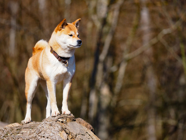 40369644274-d724eda8fd-o