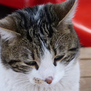 Gato