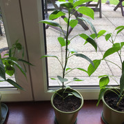 IMG-0065