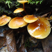 DSC00352