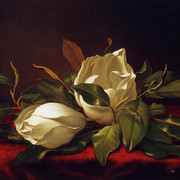 Magnoliae-Grandeflorae