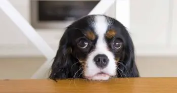 Dogs Refuse Food for Surprising Reasons