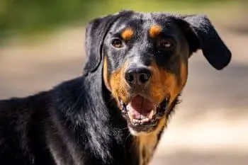 Dog Food Face-Off: Blue Buffalo vs. Royal Canin