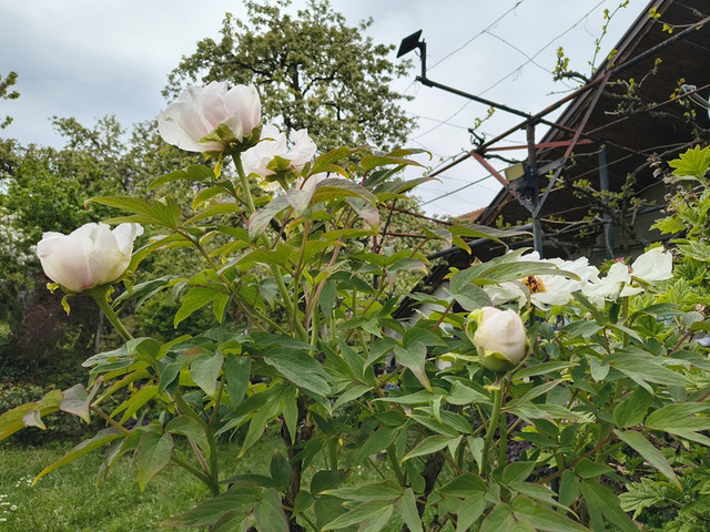 peony.jpg
