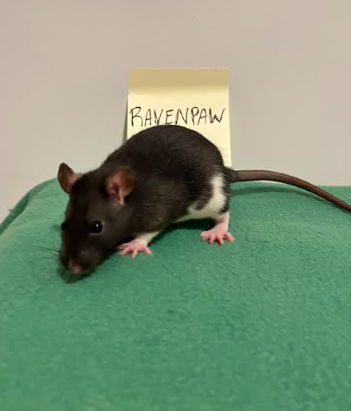 ravenpaw