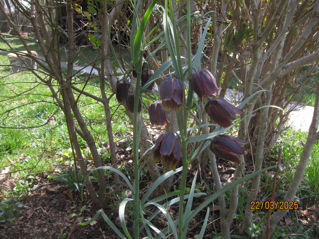 IMG-4762